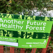 Green Seattle Partnership has taken the lead in removing invasive plants and installing native trees, shrubs and ground covers. Photo David Berger.