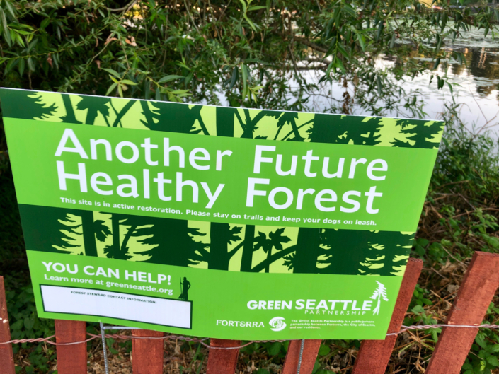 Green Seattle Partnership has taken the lead in removing invasive plants and installing native trees, shrubs and ground covers. Photo David Berger.