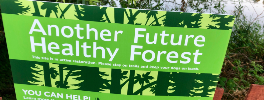 Green Seattle Partnership has taken the lead in removing invasive plants and installing native trees, shrubs and ground covers. Photo David Berger.