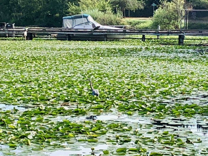 A blue heron standing among the lilies which are abundant in summer. Photo David Berger.