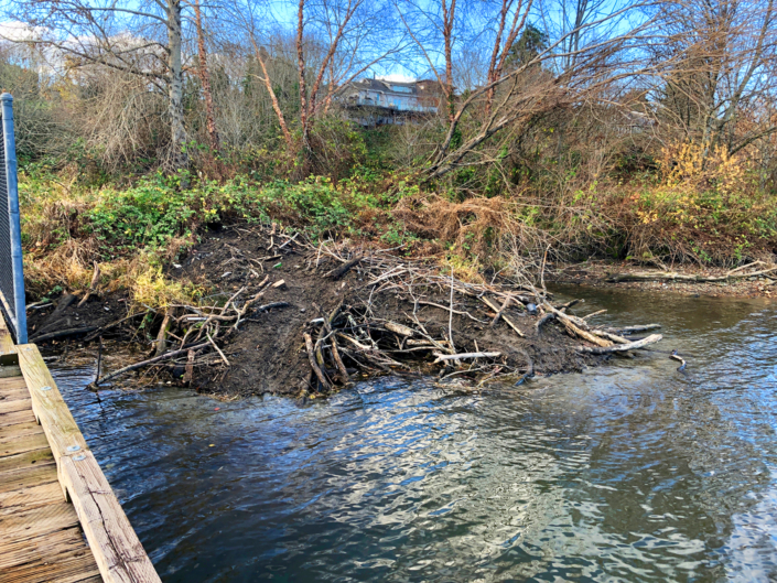 A view of the beaver lodge made of sticks and mud. Photo David Berger.