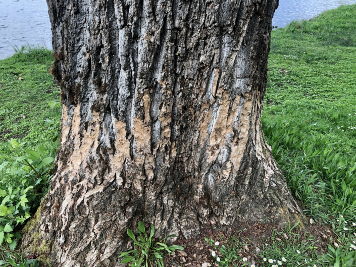 This large cottonwood tree has been gnawed by beavers. Photo David Berger.