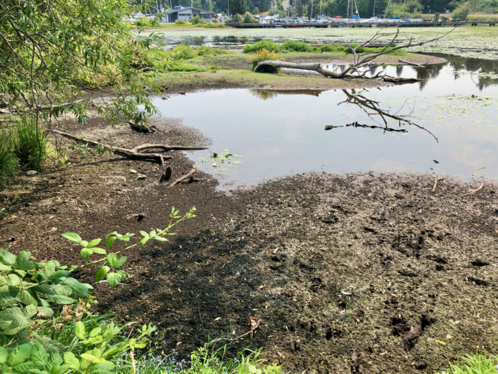 Levels of Lake Washington are sometimes low, exposing mud, as in this photo from March 2021. Photo David Berger.