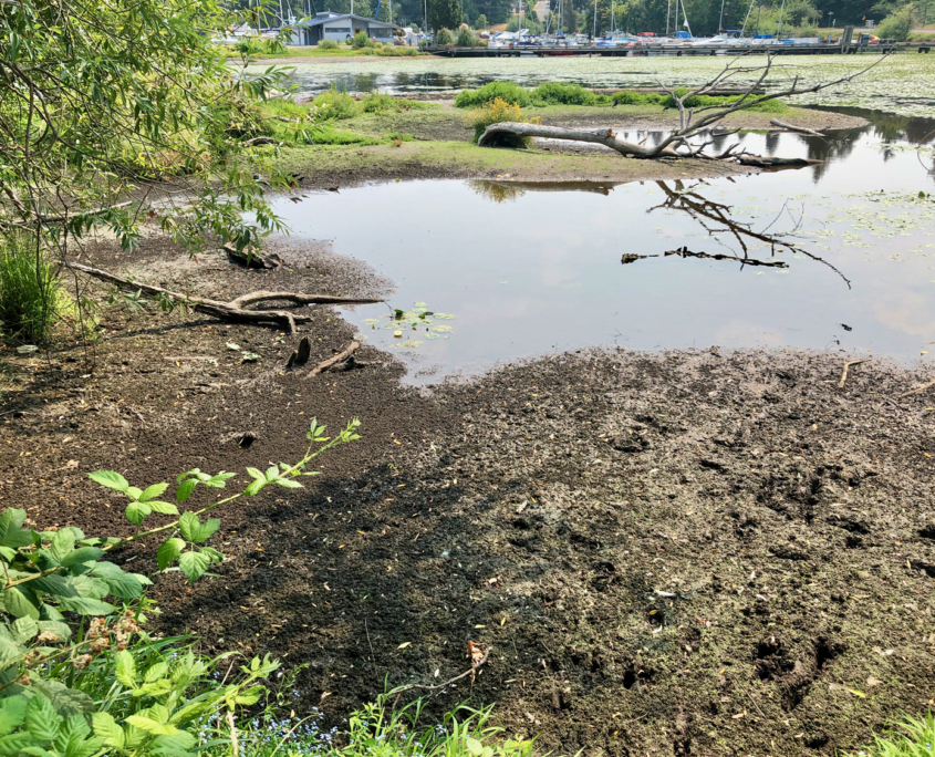 Levels of Lake Washington are sometimes low, exposing mud, as in this photo from March 2021. Photo David Berger.