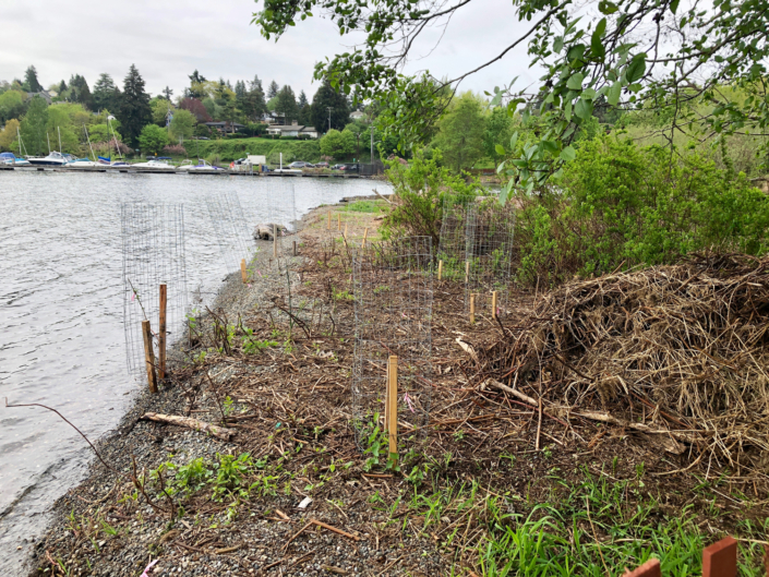 Seattle Parks and Recreation removed blackberries and planted native trees and shrubs. At right is a pile of dried blackberry canes. Some of the native vegetation is caged as protection from beavers. Photo David Berger.