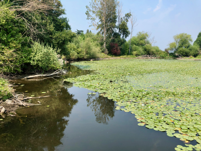 Water lilies grow abundantly in summer. Photo David Berger.